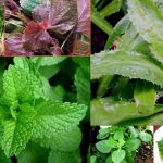 Cây rau thơm cũng là một trong những loại cây được trồng bằng phương pháp giâm cành
