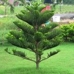 Cây Bách Xanh mang đến nhiều ý nghĩa phong thuỷ nổi bật
