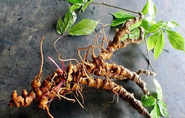 Sâm Ngọc Linh là một trong những loại sâm nổi tiếng trong danh sách dược liệu quý hiếm nước ta