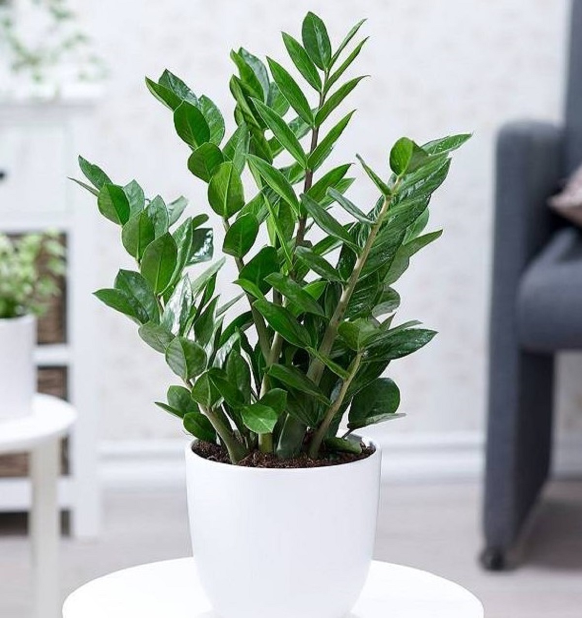 Hướng dẫn cách chăm sóc cây kim tiền đúng kỹ thuật