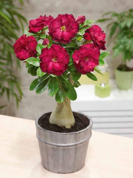 Cách chọn chậu trồng phù hợp