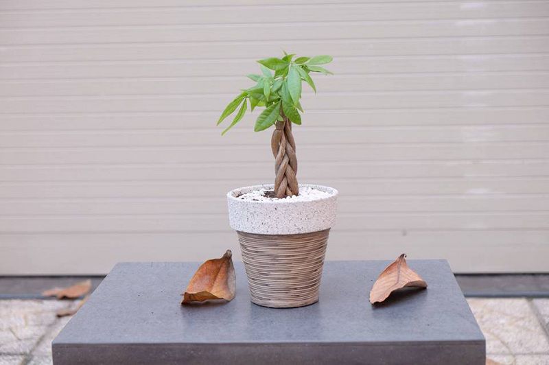 Cách chăm sóc cây kim ngân để bàn