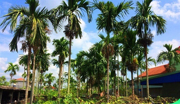 Cây cau sau nhà
