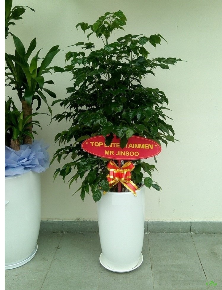Cây hạnh phúc tặng khai trương