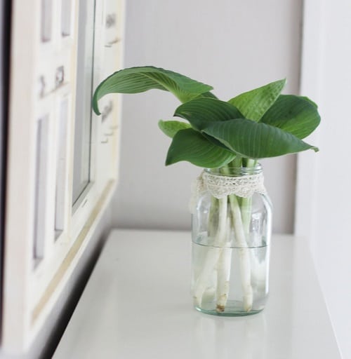 Cây Hosta