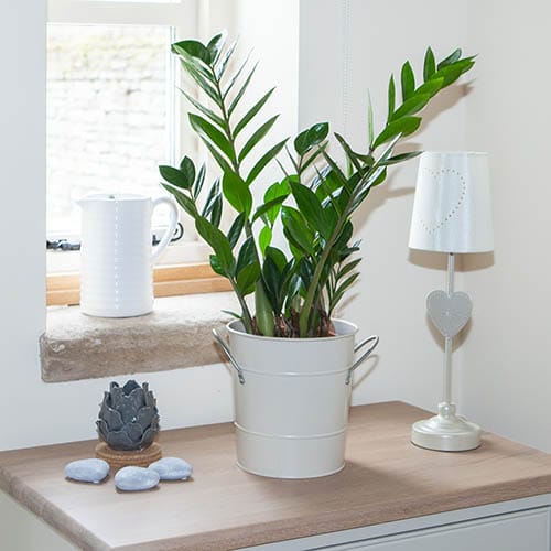 Cây kim tiền - - Cây trồng trong nhà hấp thụ CO2 vào ban đêm