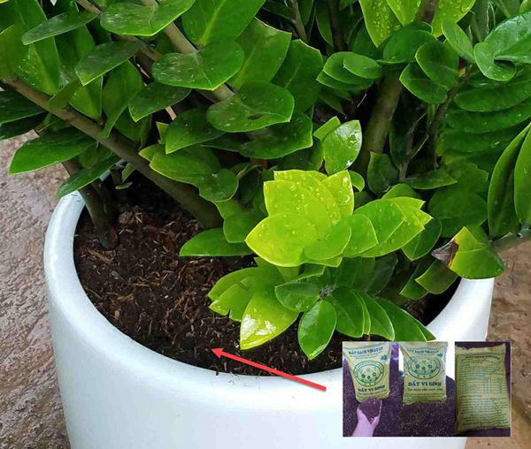 Cây kim tiền có ý nghĩa gì, cách trồng và chăm sóc - 4