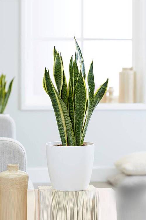 Cây lưỡi hổ - Cây trồng trong nhà hấp thụ CO2 vào ban đêm