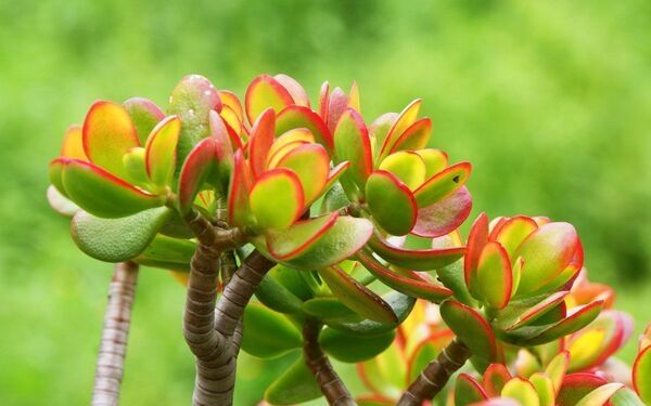 Ngọc bích viền đỏ thuộc Hành Hỏa