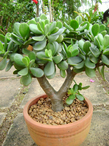 Ngọc bích có lá màu xanh thuộc hành Mộc