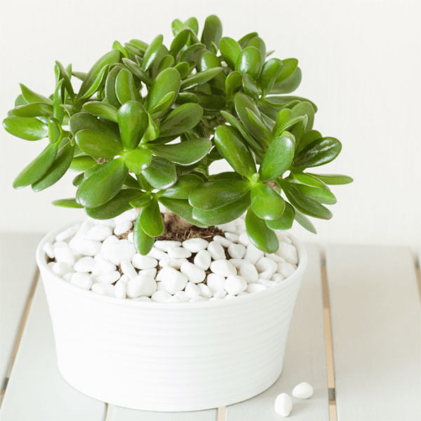 Cây ngọc bích - Cây trồng trong nhà hấp thụ CO2 vào ban đêm