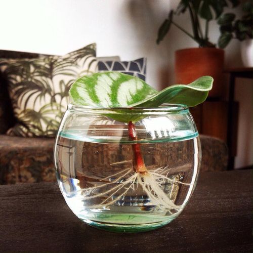 Cây Peperomia