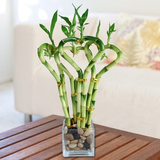 Cây phát lộc - Các loại cây trồng trong nhà phổ biến bạn có thể trồng trong bình