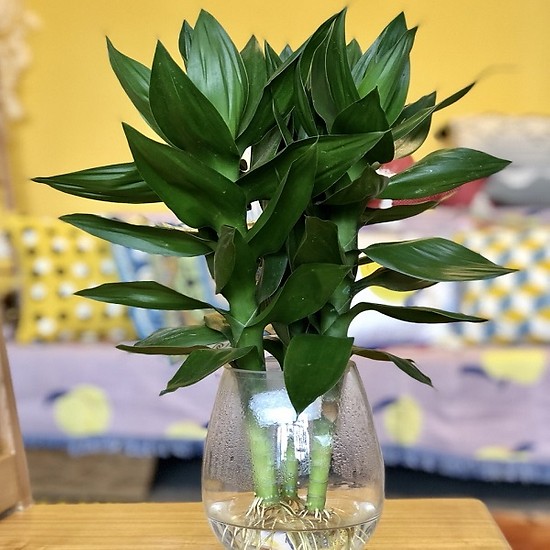 CÂY PHÁT LỘC THỦY SINH