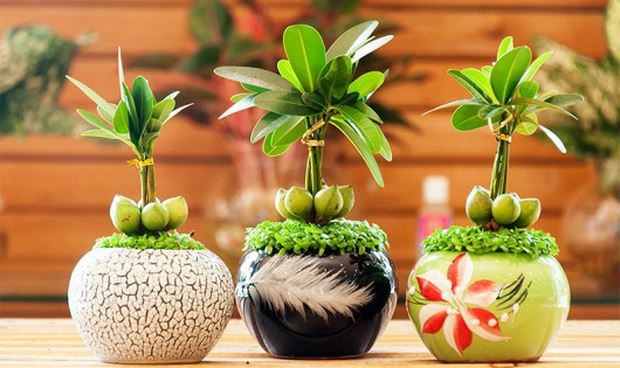 Cây cho người tuổi Thân