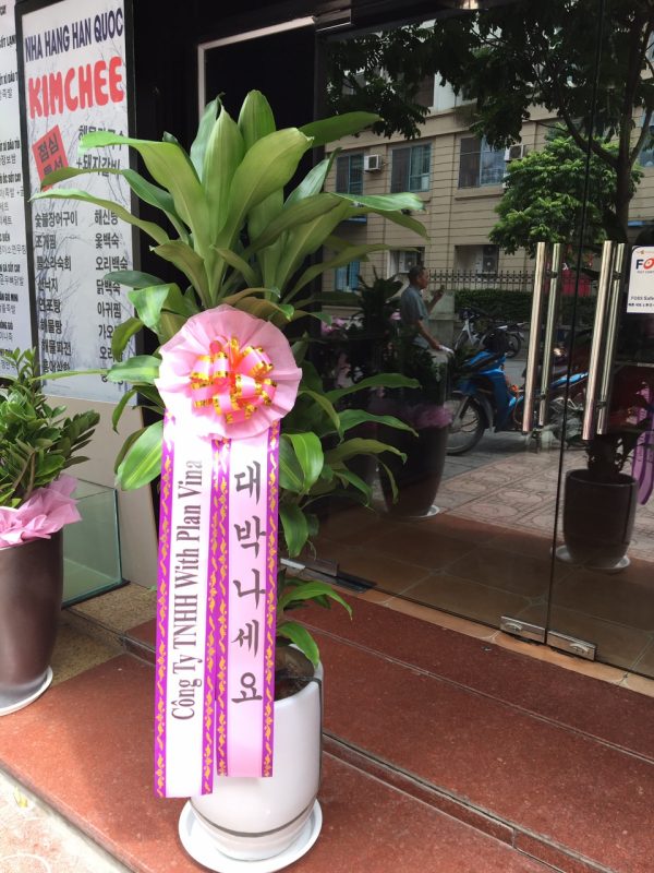 Cây thiết mộc lan tặng khai trương