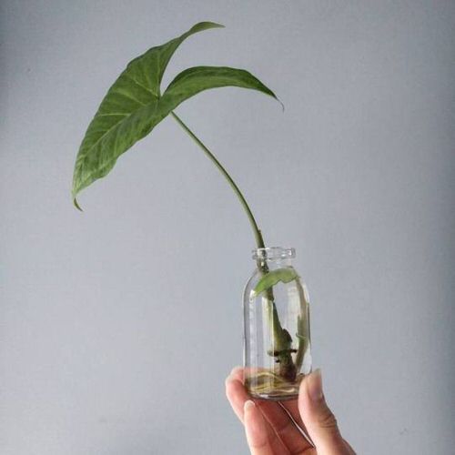 Cây tróc bạc - Các loại cây trồng trong nhà phổ biến bạn có thể trồng trong bình