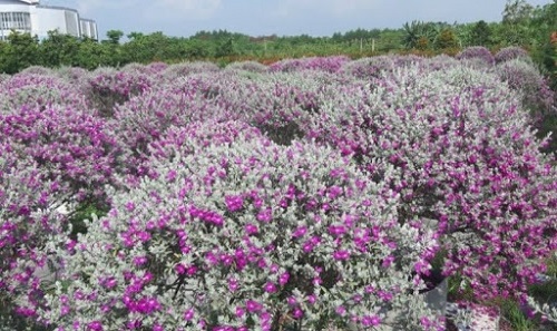 cây tuyết sơn phi hồng