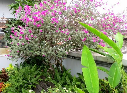 cây tuyết sơn phi hồng