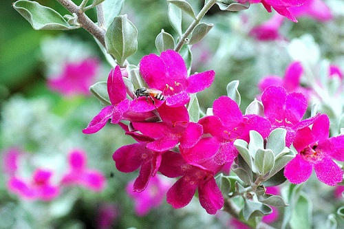 cây tuyết sơn phi hồng
