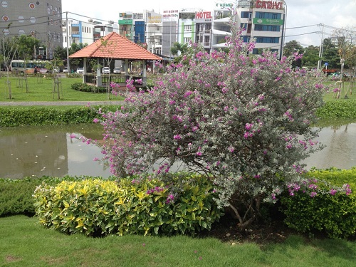 cây tuyết sơn phi hồng