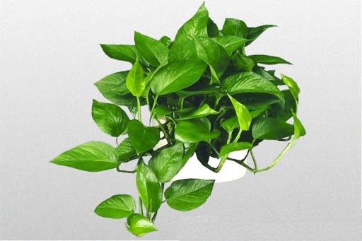 Cây vạn niên thanh bò