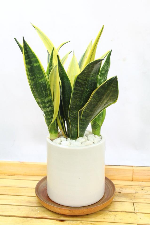 Lưỡi hổ viền vàng