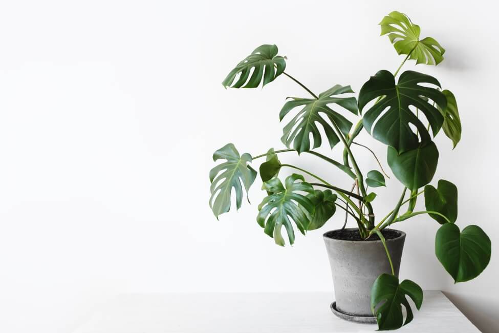 Cây trầu bà lá xẻ nội thất đẹp