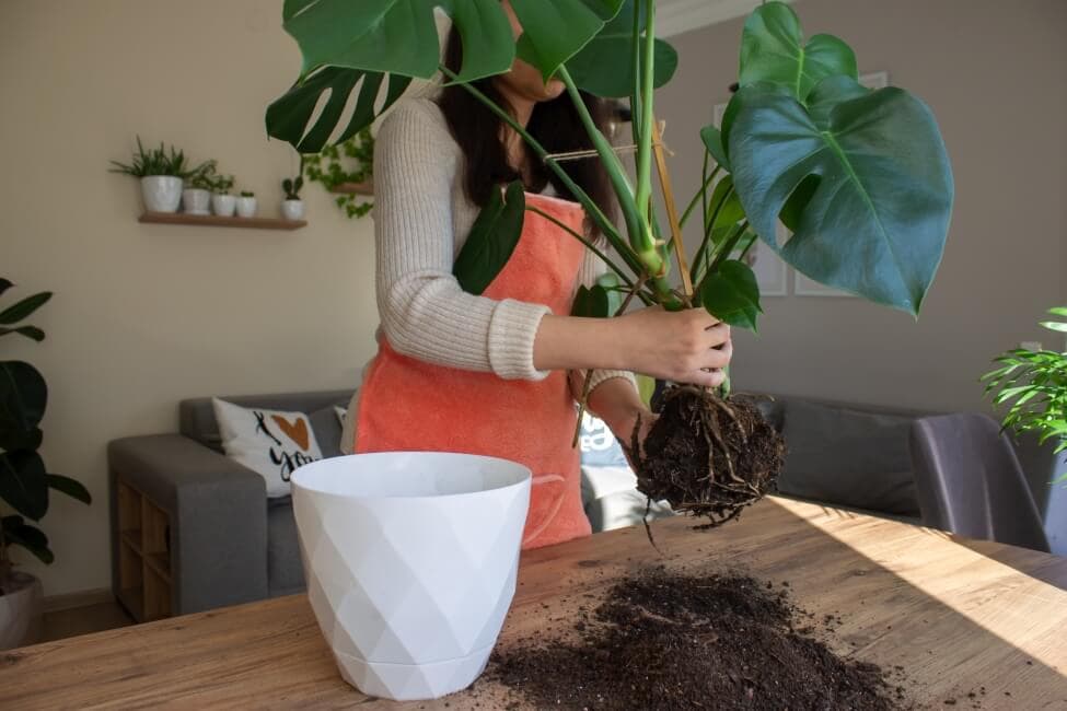 Đất trộn tốt nhất cho Monstera
