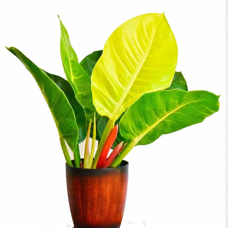 Đế vương vàng