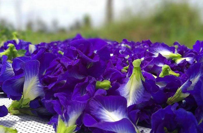 Nguồn gốc của cây hoa đậu biếc