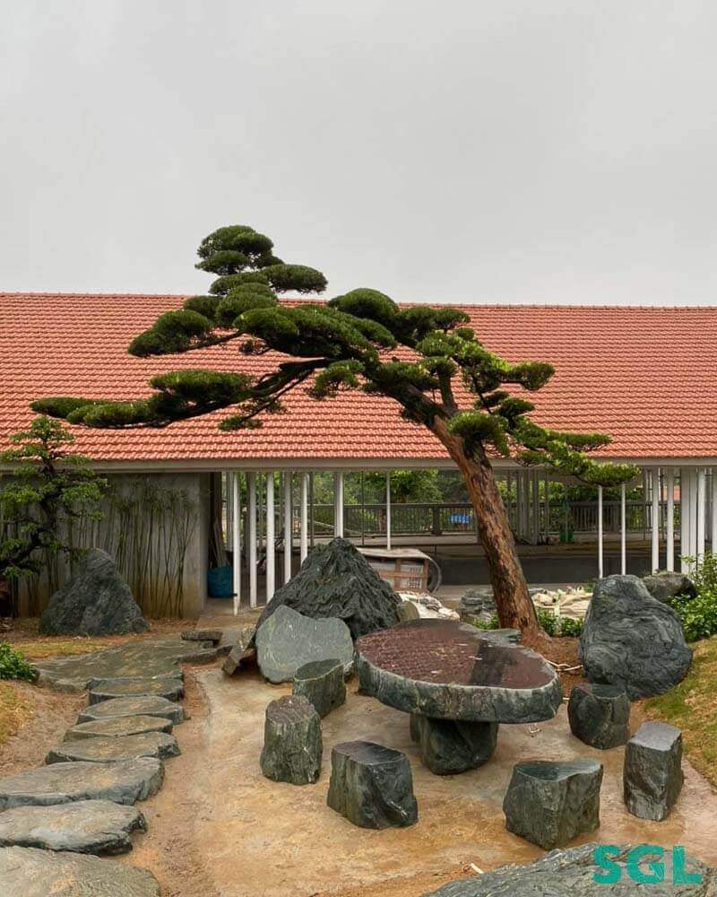 Hình 2: Vạn niên tùng Bonsai