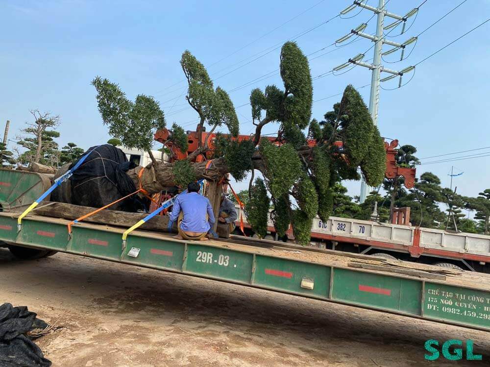 Hình 5: Cách chăm sóc Vạn niên tùng