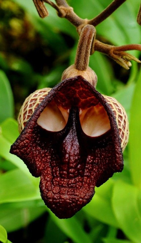 hoa-Aristolochia-salvadorensis