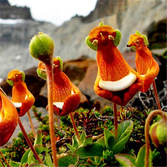 Calceolaria uniflora