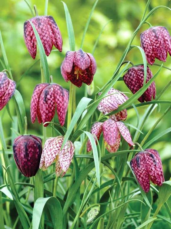 Hoa Fritillaria meleagris