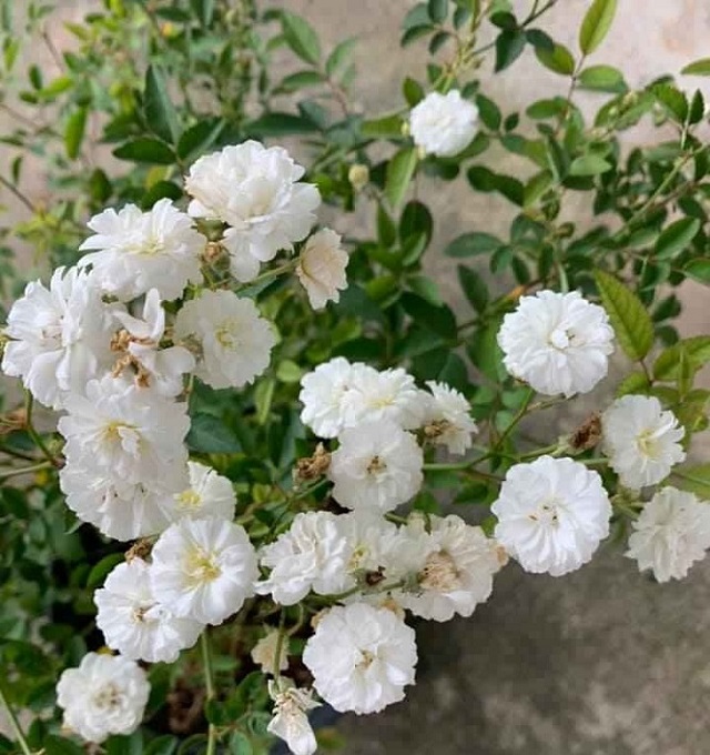Kỹ thuật trồng hoa hồng bạch trà không có gì quá khắt khe hơn so với những loại hoa hồng khác