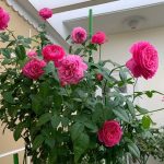 Việc tưới nước cho cây hoa hồng For Your Home là điều rất cần thiết