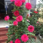 Bạn cần định kỳ kiểm tra để có biện pháp phòng ngừa bệnh cho cây khi cần