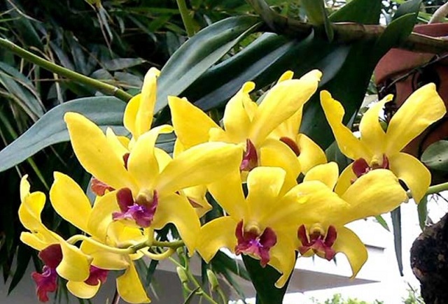Cần chú ý một số quy tắc khi tưới nước cho cây