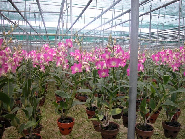 Người trồng hoa lan đen rô cần có những nguyên tắc riêng để phòng trừ sâu bệnh