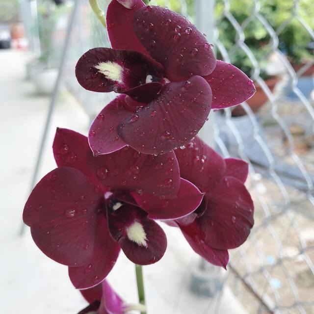 hoa-lan-do-1 Hoa lan màu đỏ mang nét đẹp cổ điển hấp dẫn người thưởng hoa