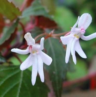 Hoa lan Impatiens bequaertii