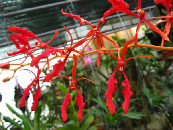 Lượng phân bón cho hoa lan phượng vĩ cần theo đúng nguyên tắc