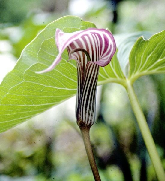 Hoa súng rắn hổ mang Himalaya