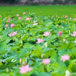 Nơi đây đã trở thành điểm du lịch hấp dẫn du khách khi ghé thăm Phan Thiết