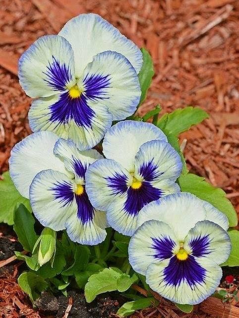 Hoa viola