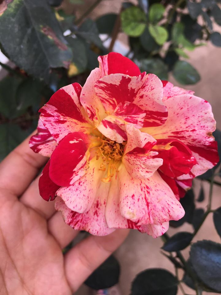 hồng Julio