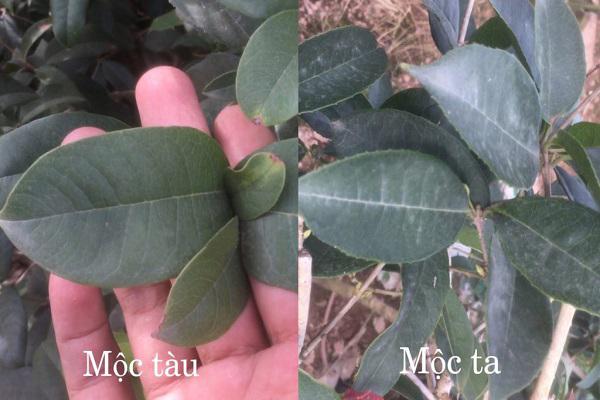 Cây Mộc Hương - Ý nghĩa, cách trồng và chăm sóc cho cây ra hoa đẹp - 3