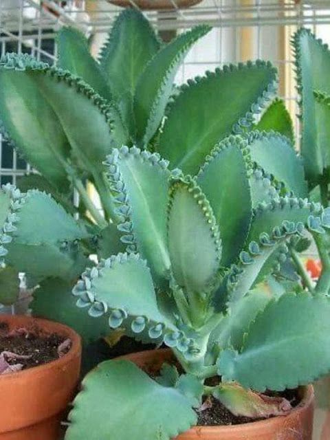 Kalanchoe- Cây trồng trong nhà hấp thụ CO2 vào ban đêm